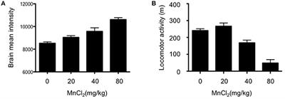 Tau Depletion in APP Transgenic Mice Attenuates Task-Related Hyperactivation of the Hippocampus and Differentially Influences Locomotor Activity and Spatial Memory